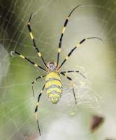 247 Spider Control Hobart image 2